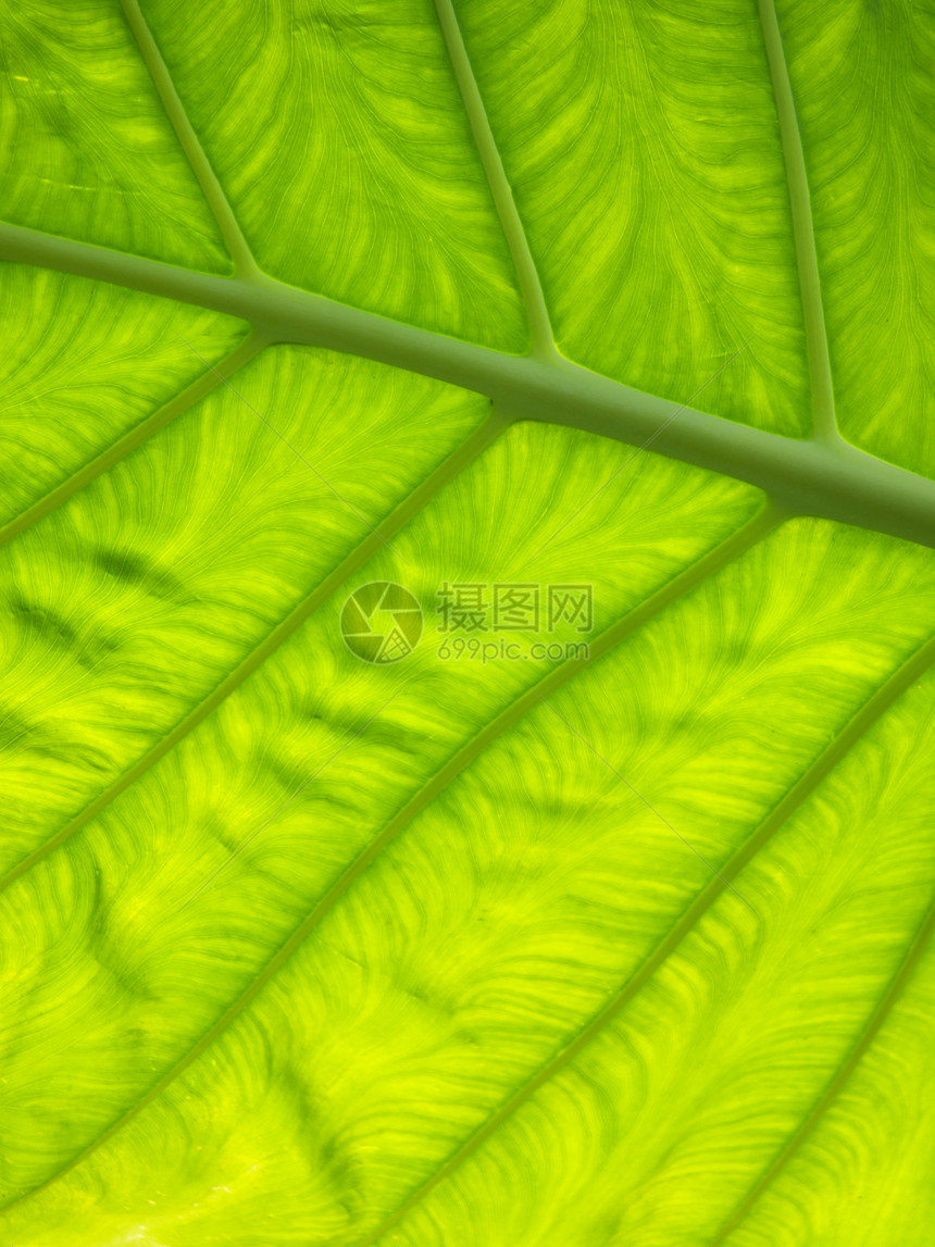绿叶叶蓝色植物学植物生长木头环境树叶光合作用背光叶子图片