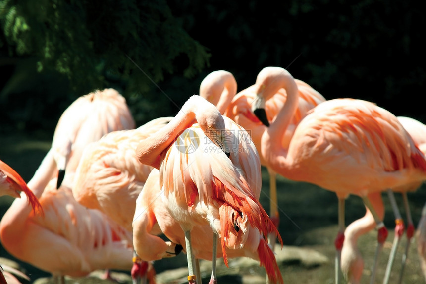 烧火动物性动物群动物园涉水荒野群居生物学粉色休息晴天图片