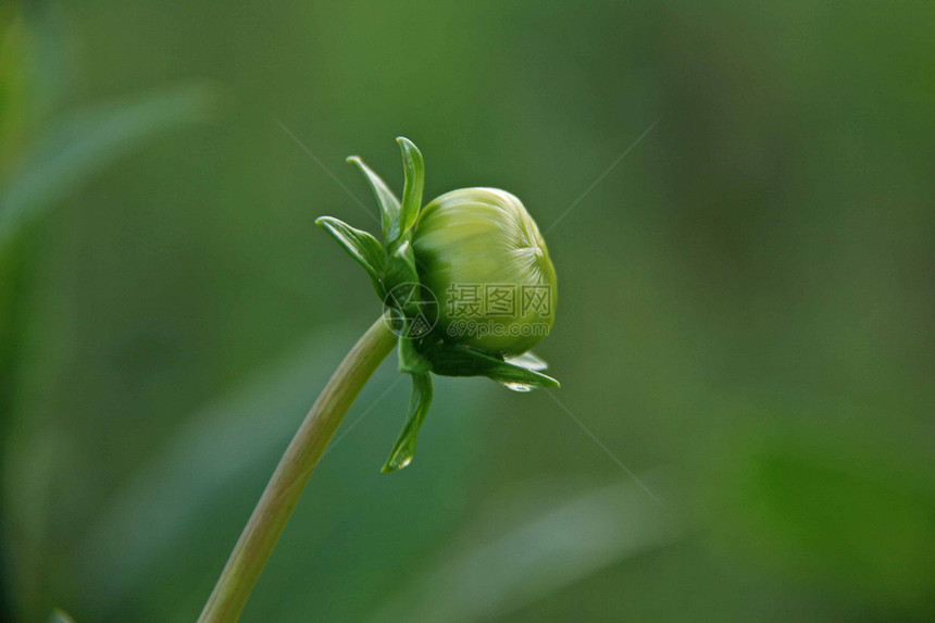 花芽花果绿色花园图片