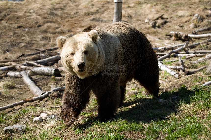 步行熊毛皮食肉哺乳动物动物棕色图片