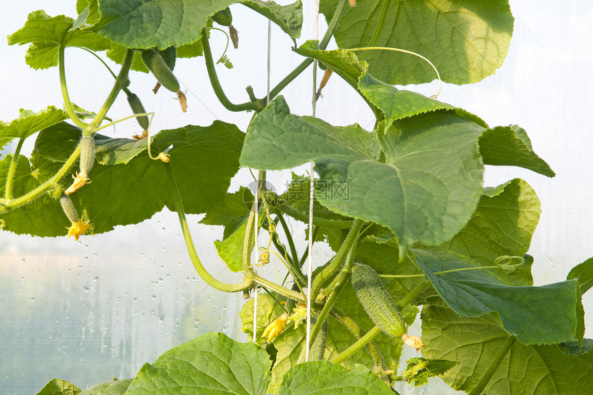 黄瓜生物生长花园树叶植物农田叶子绿色栽培培育图片