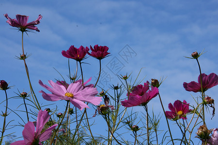 鲜花草地粉色绿色天空蓝色天堂背景图片