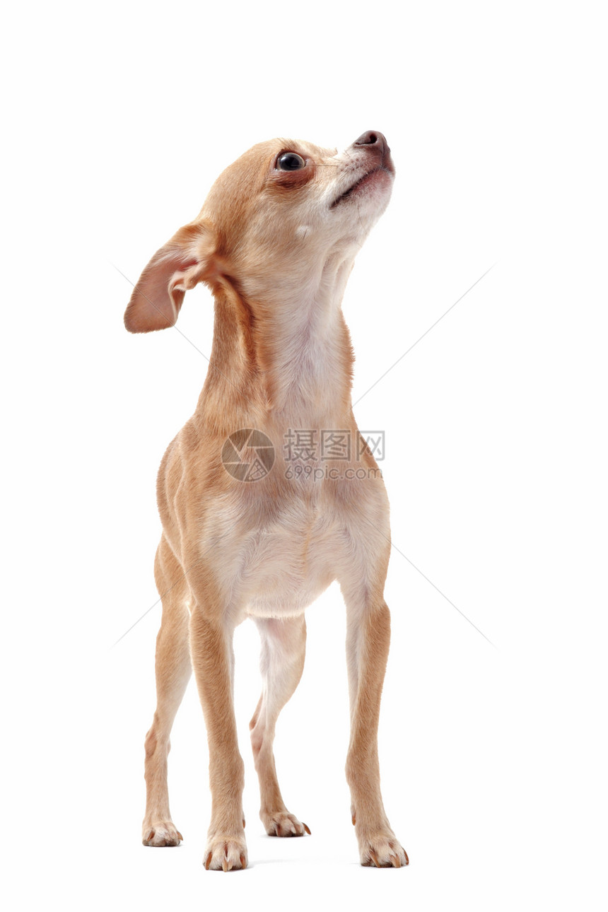 短短头发吉娃娃棕色白色犬类动物伴侣工作室宠物图片