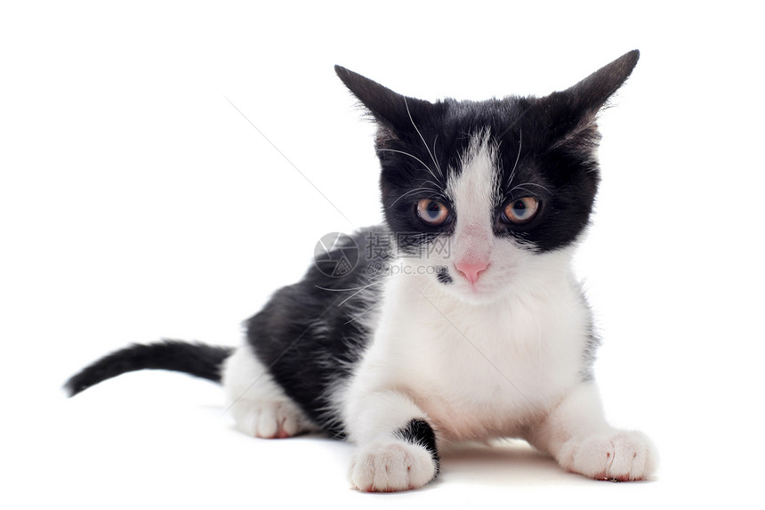 黑色和白色的小猫警觉动物猫科动物眼睛工作室宠物图片