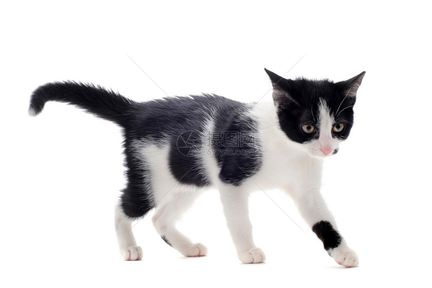 黑色和白色的小猫工作室眼睛宠物警觉动物图片