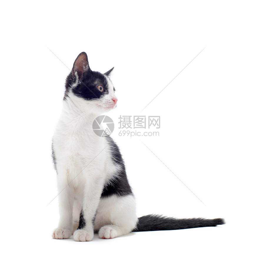 黑色和白色的小猫警觉工作室宠物动物眼睛图片