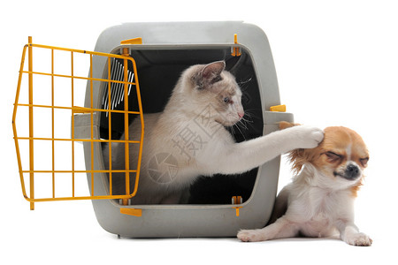 宠物载体小猫和吉华花动物警觉工作室盒子小狗运输入口兽医爪子背景图片
