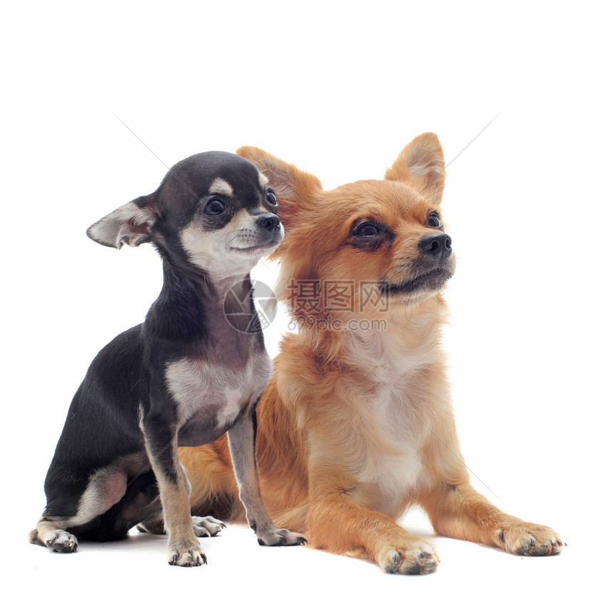 小狗和成年吉娃娃伴侣白色宠物棕色成人工作室犬类动物图片