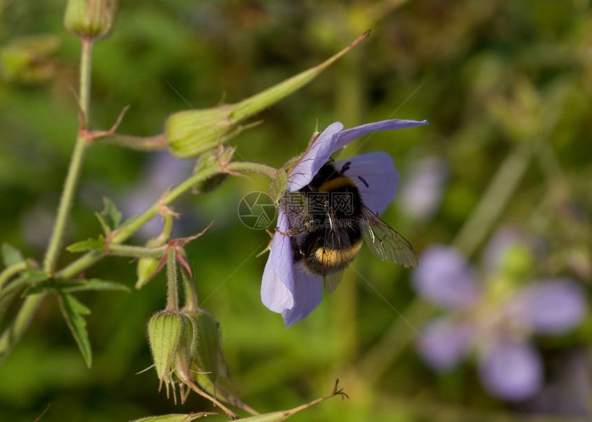 花朵上的蜜蜂蜂蜜荒野昆虫花蜜野生动物植物花粉图片