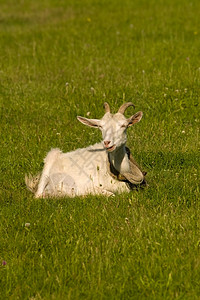 山羊动物世界小山羊牧场宠物草地动物性动物群孩子绿色背景图片