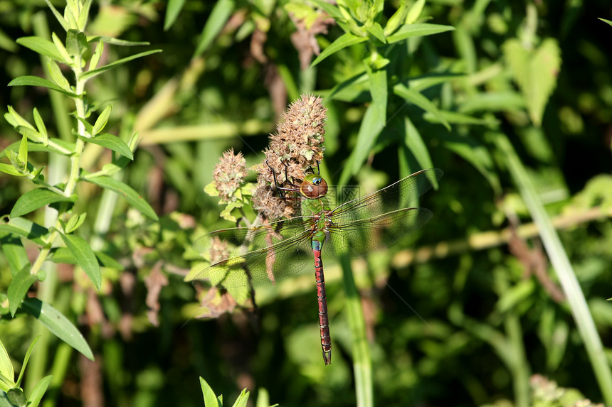 绿达纳公园生物昆虫植物野生动物翅膀池塘花园动物群眼睛图片