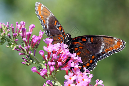 红点紫蝴蝶翅膀飞行花园墙纸漏洞艺术君主天线插图昆虫背景图片