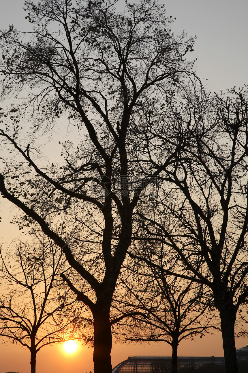 冬季的树太阳阳光图片