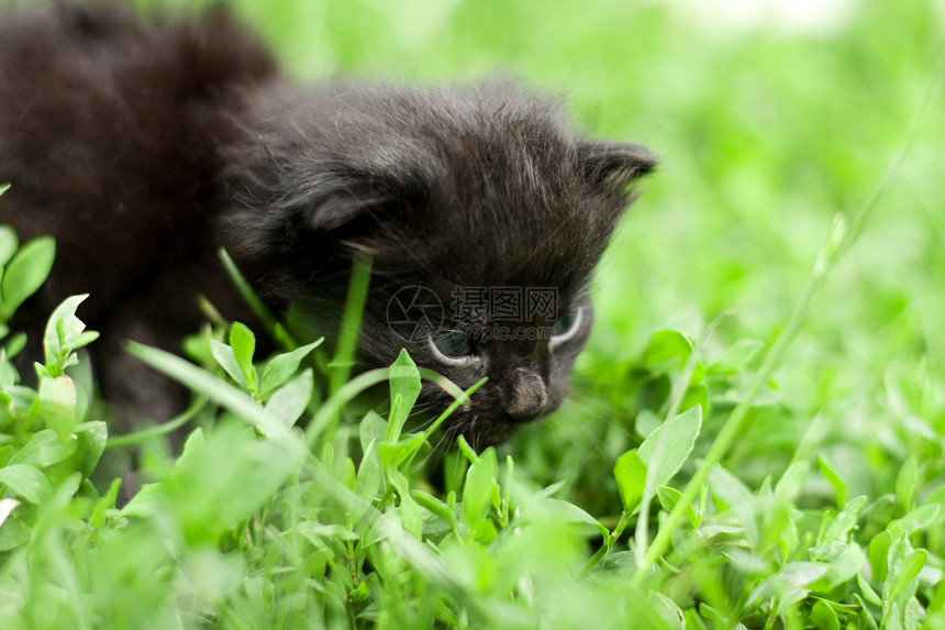 小猫咪好奇心小猫公园毛皮爪子猫咪动物婴儿场地绿色图片