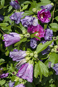 花丛的植物绿色玫瑰花紫色木槿粉色背景图片