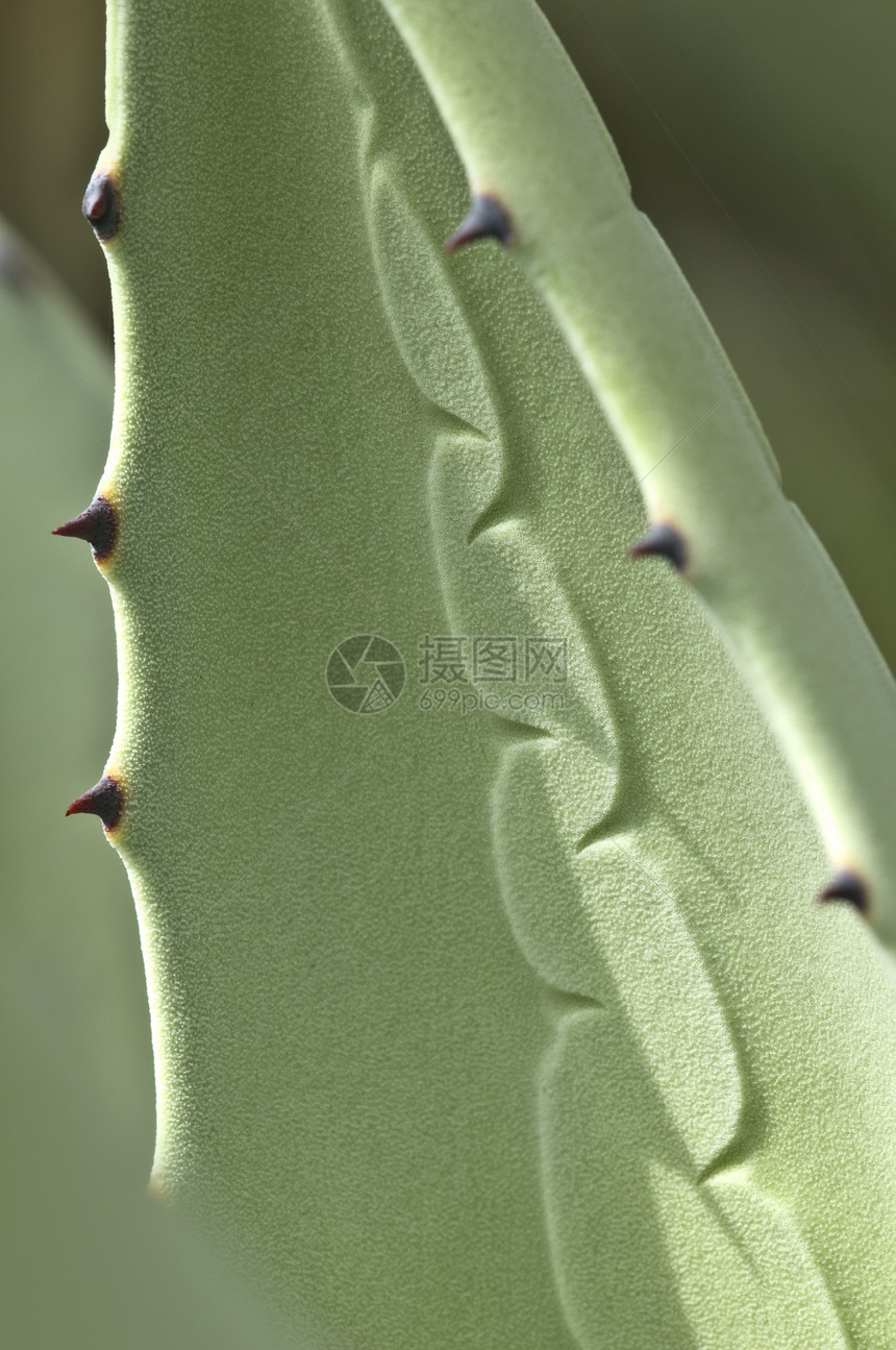 带刺的植物打印防御肉质宏观绿色脊柱图片