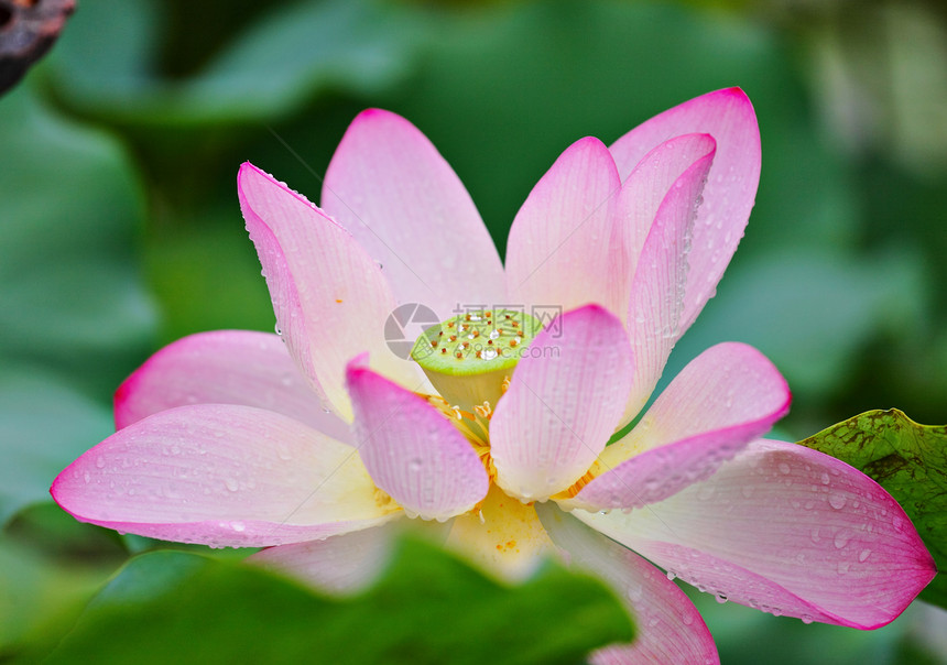 莲花花异国灌木花萼植物莲花状植物学生物学花园核桃属叶子图片