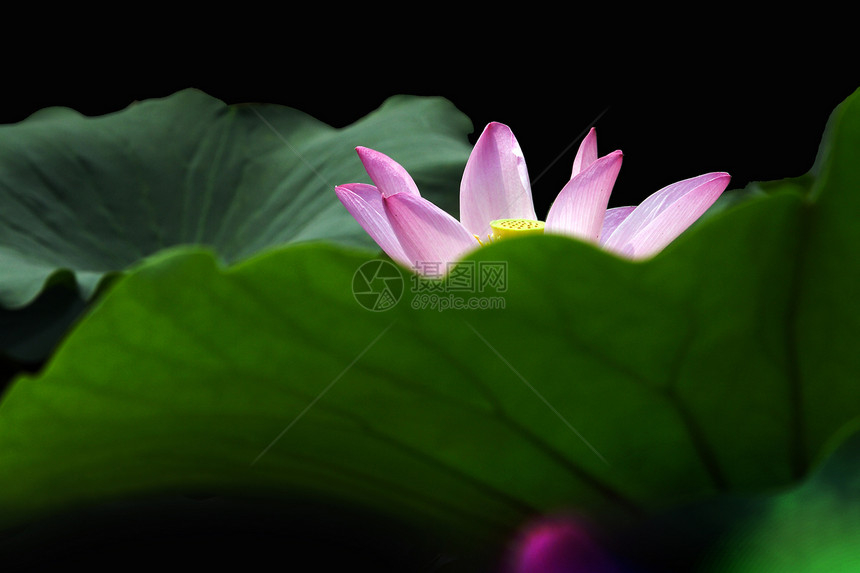 植物 花卉 莲花餐厅雄蕊粉红色阳光白色黄色花园种子箱花瓣雌蕊图片