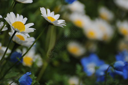 诺尔斯克花朵英语高清图片
