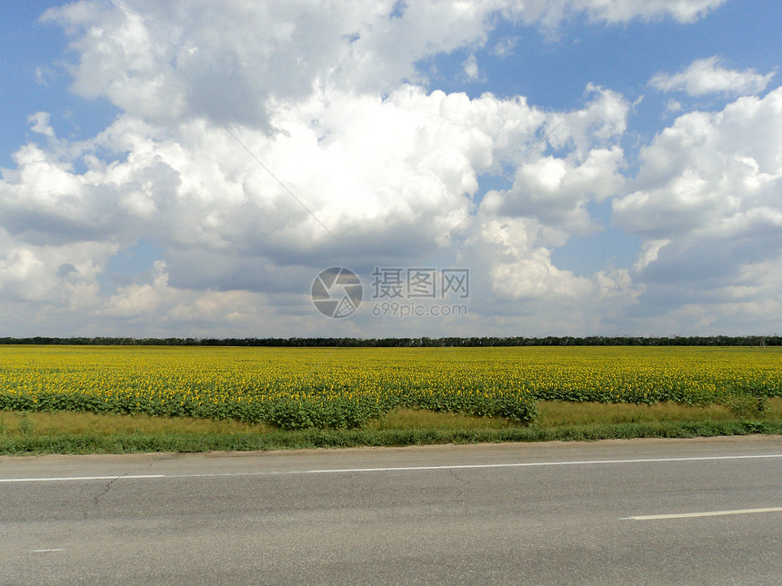 向日向向的景观地平线白色沥青天空向日葵绿色蓝色草本植物黄色图片