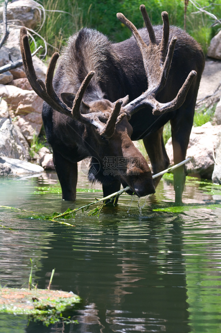 公牛驼鹿男性荒野哺乳动物牛角动物反射池塘野生动物图片