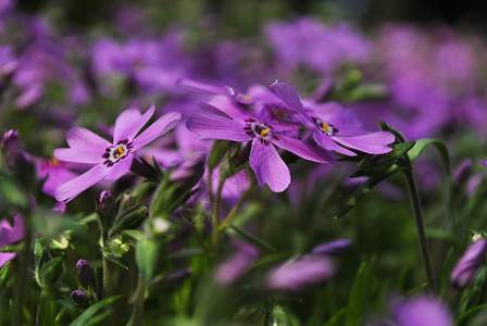 紫花花紫色投标花园花朵背景图片