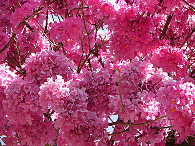 粉红色细树ipe背景图片