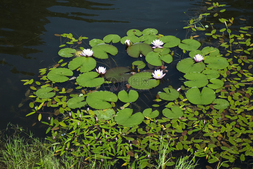 水柱植物植物群花园宏观池塘植物学热带百合花瓣树叶图片