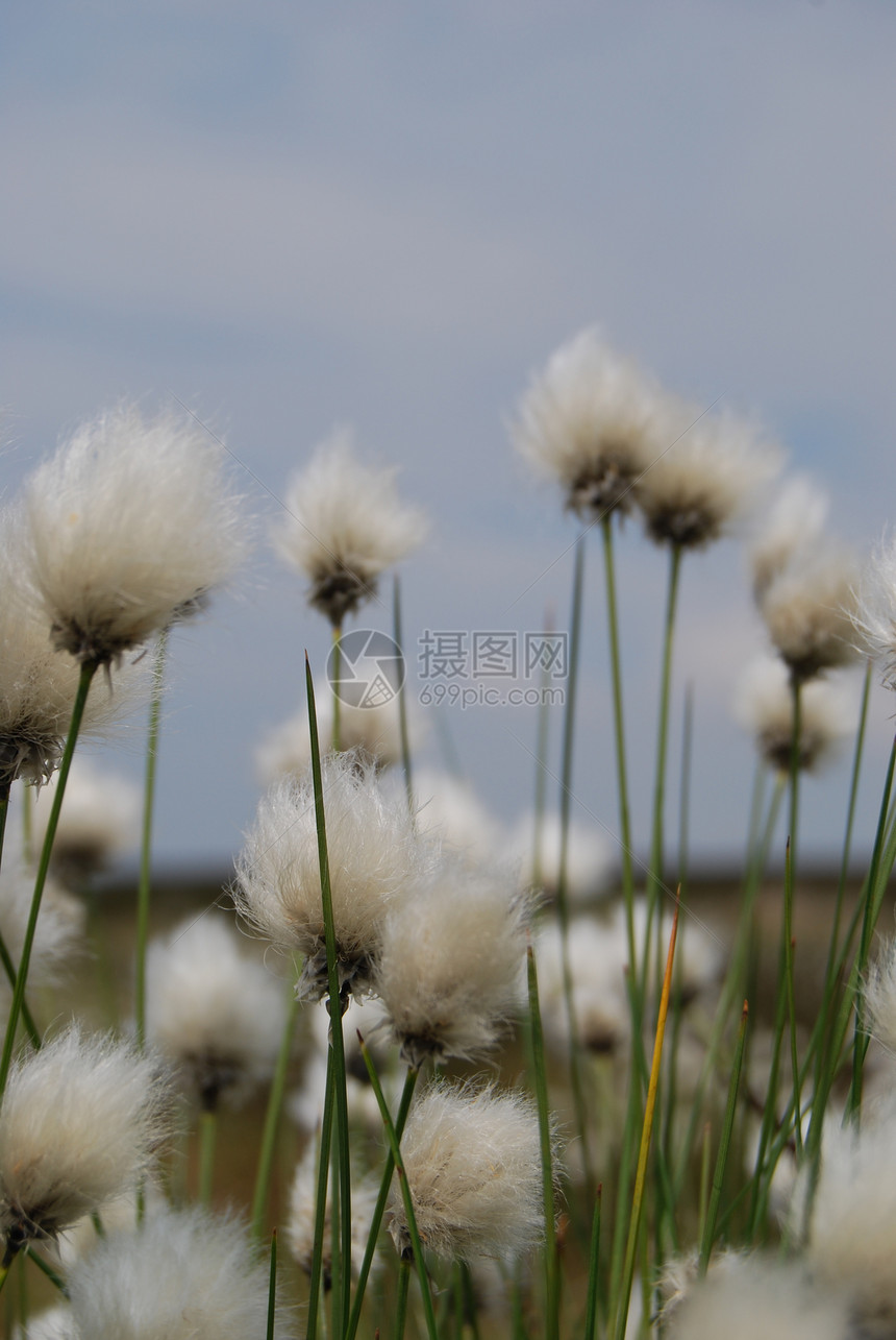 棉花草田园白色绿色沼泽地蓝色植物灰色图片