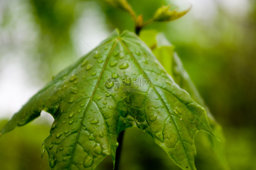 特写新鲜绿叶植物群生态木头自然植物森林红色植被生长花园图片