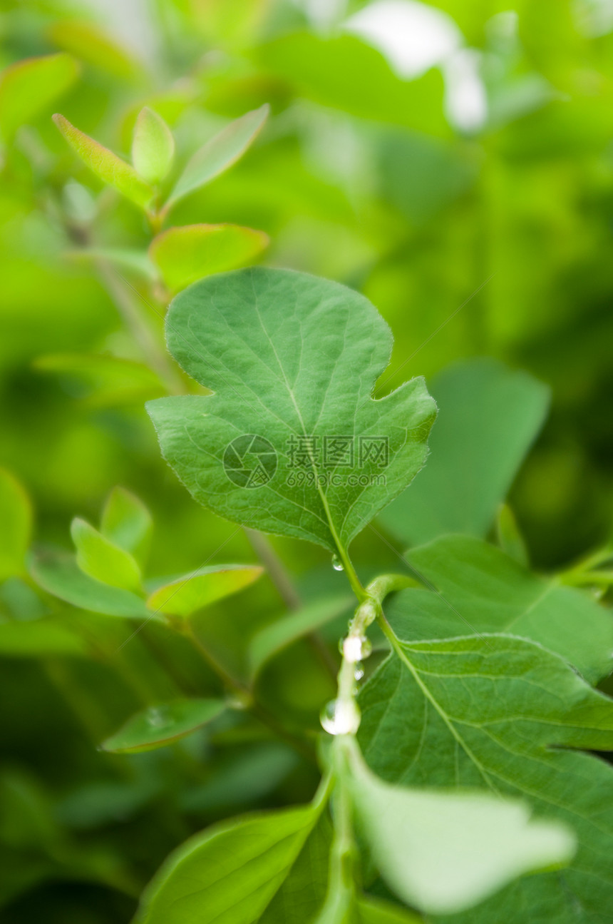 春天的湿绿叶植被绿色花园树木植物生长树叶兽医木头红色图片