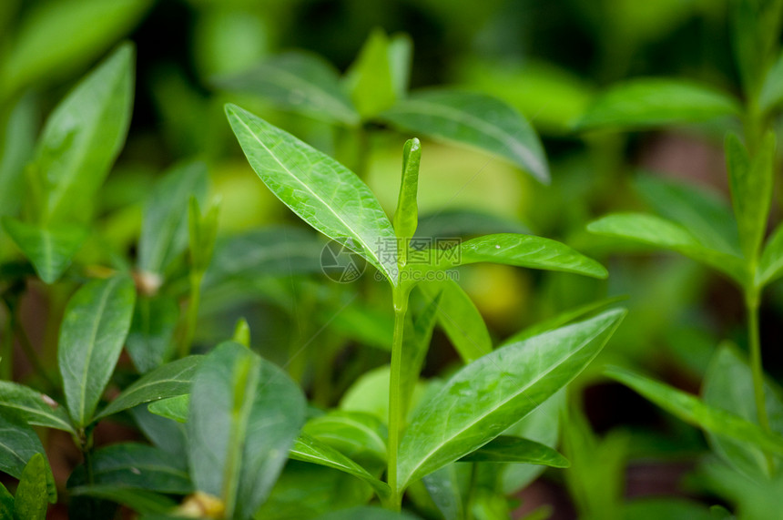 春天的湿绿叶绿色树木木头植被生态植物森林树叶植物群生长图片