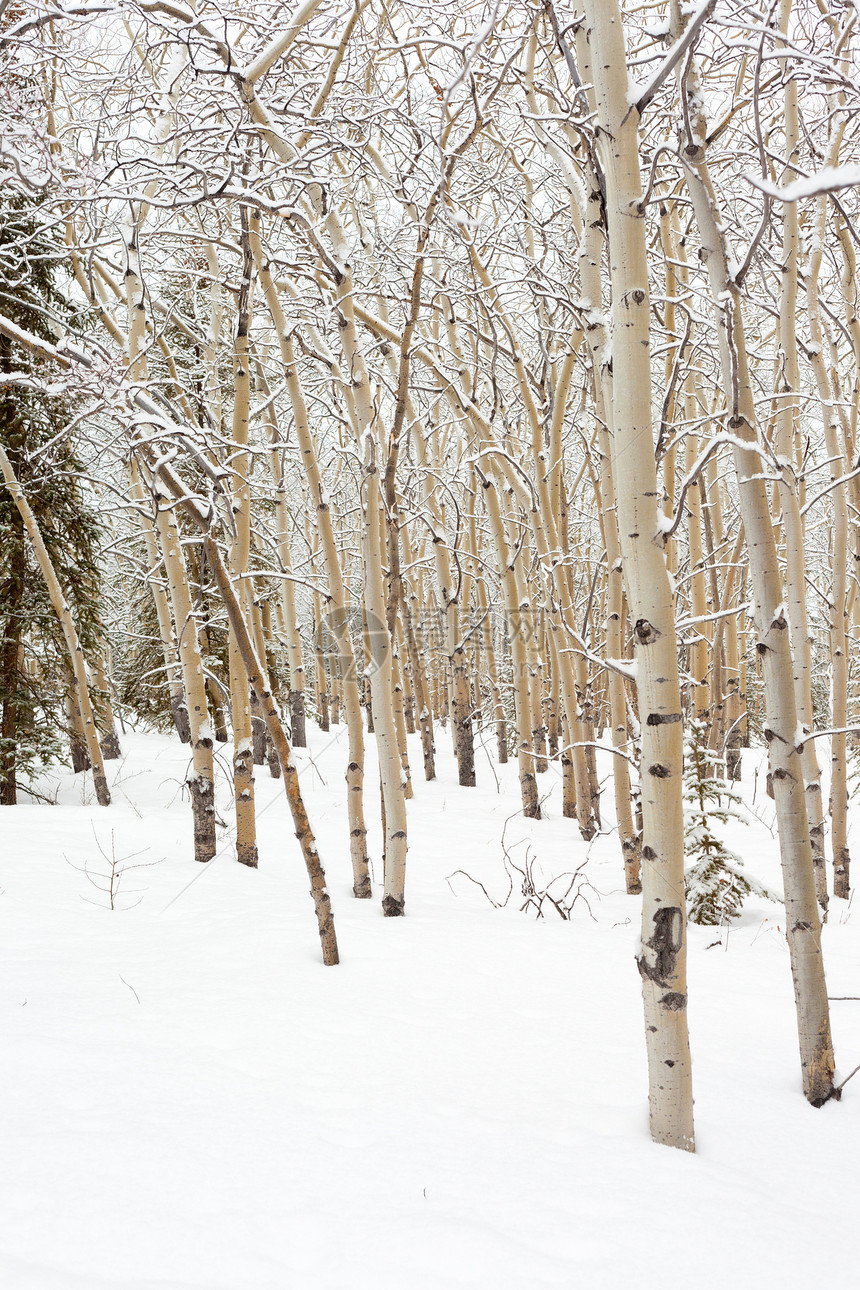 冬季的阿斯本森林粉末农村季节针叶林树木孤独植物寂寞生长木头图片