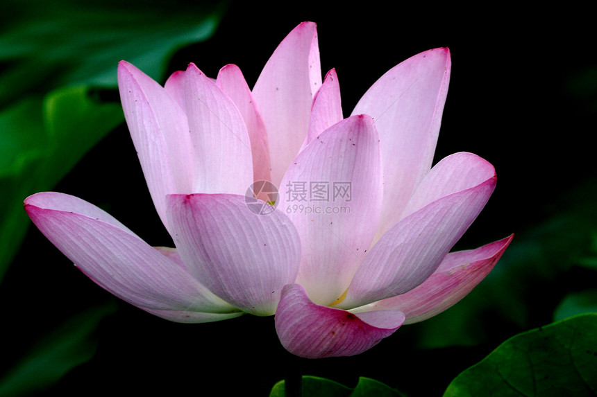 植物 鲜花山楂叶子雨刷器花院生长水生植物饭厅绿色红色花朵图片