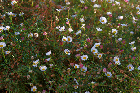 野生恶魔草地雏菊植物荒野场地白色野花花朵背景图片