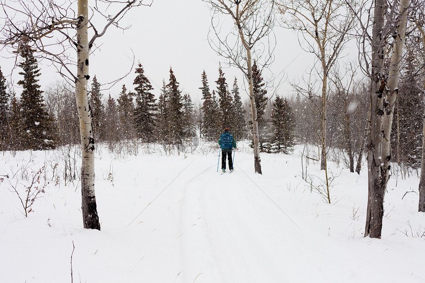 克鲁斯国家滑雪车上的人雪花锻炼季节树木蓝色踪迹越野跑步下雪寒冷图片