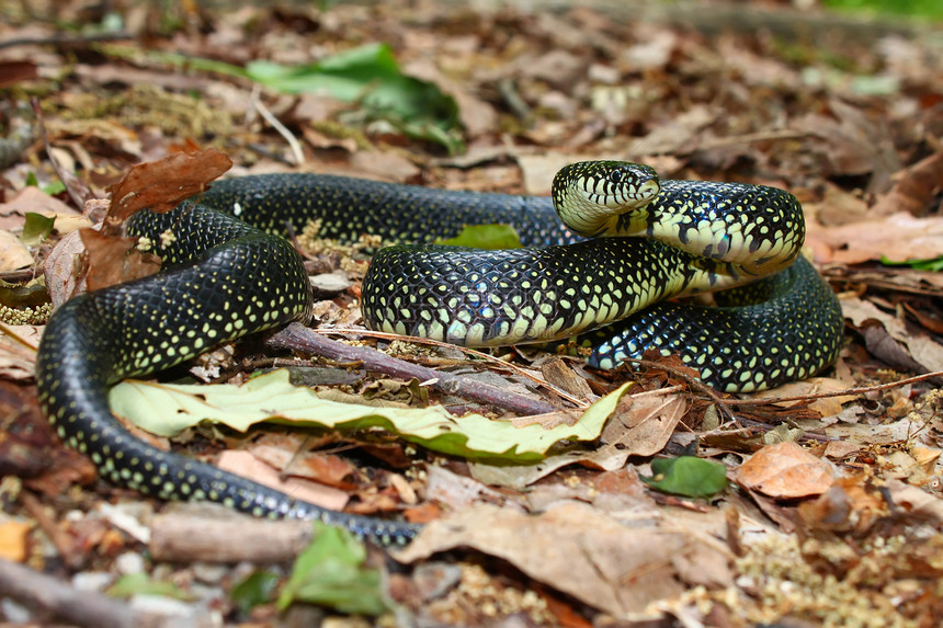 黑色Kingsnake生态科学疱疹环境灯带惊吓线圈国王叶子动物图片