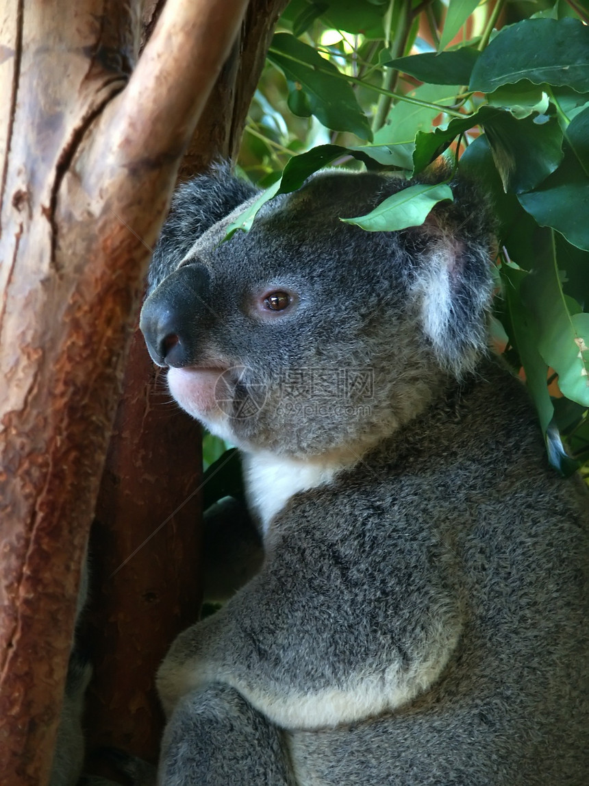 Koala 法斯科拉尔松饼动物学食草叶子桉树树叶噬菌体毛皮哺乳动物动物环境图片