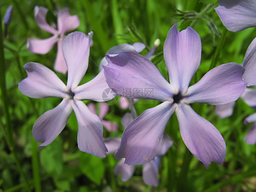 淡紫花季节花园乡村季节性花粉国家植物野花绿色农村图片