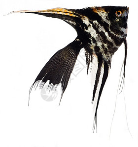 螺标运动动物黑色游泳宠物尾巴水族馆白色背景图片