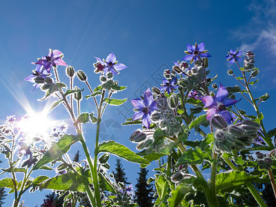 星花 波拉戈离日落和夏日太阳植物群树叶蓝色季节花园宏观星星花瓣草本植物公园背景图片