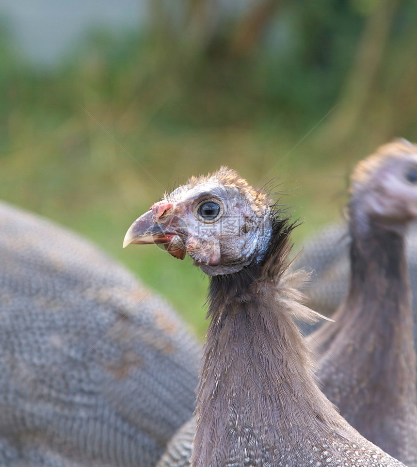 3个月大的几内亚 Fowl头部特写图片