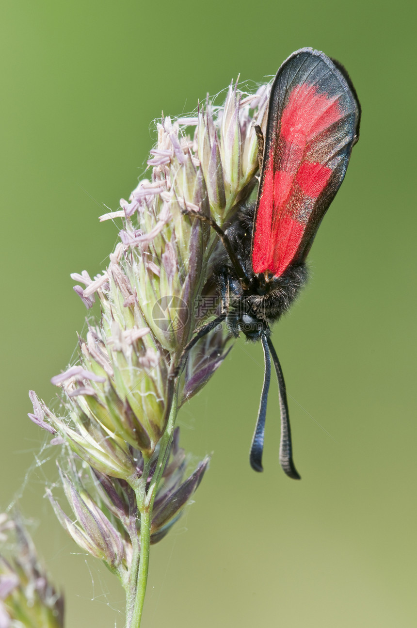 绿背景的草地上斑纹上的Zygaena蝴蝶图片