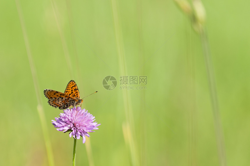 紫花和绿色背景的梅莉塔蝴蝶环境生物学条纹压痛宏观昆虫学飞行蜜蜂动物紫色图片