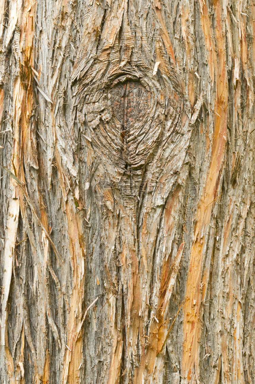 详细描述欧洲的Yew 树皮图片