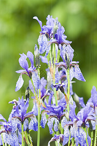 伊里斯 雨下的蓝花背景图片