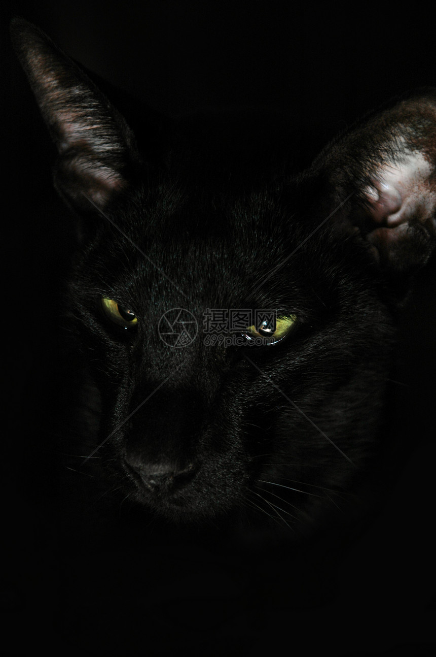 黑猫黑色动物宠物力量琥珀色强光耳朵瞳孔金子迷信图片