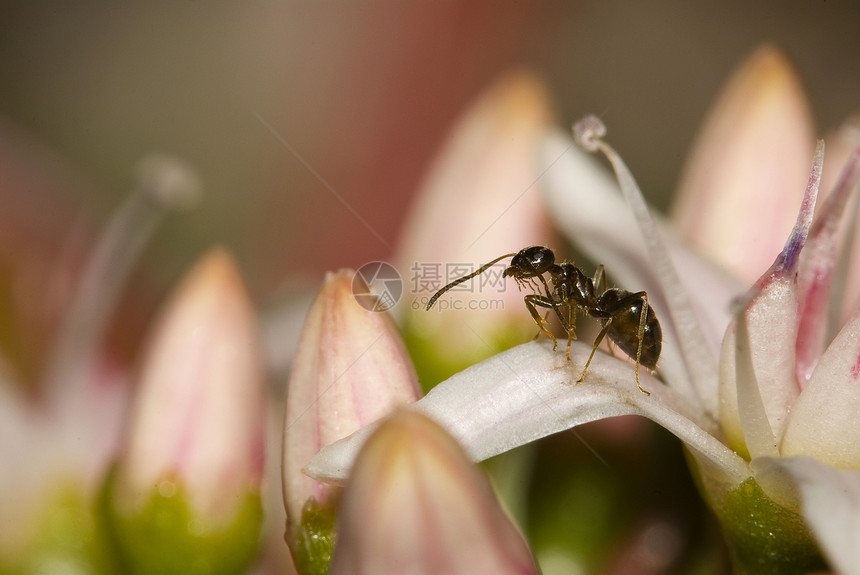 花瓣上粉红花朵上的蚂蚁图片