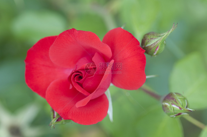 红玫瑰和绿色背景的芽图片