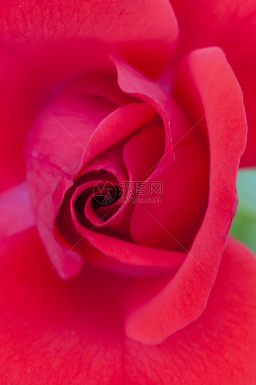红玫瑰以软背景封装图片